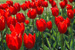 tulppaanit